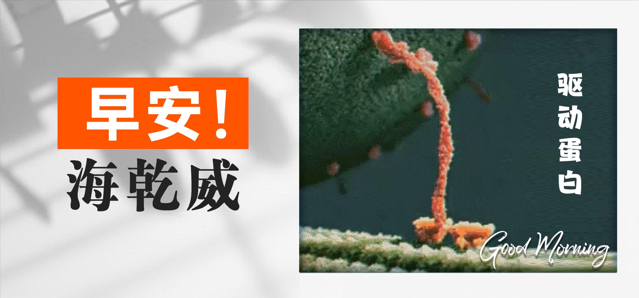 早安！海乾威丨细胞内的憨憨快递员：背病毒也拼命！【2025年06月17日】    