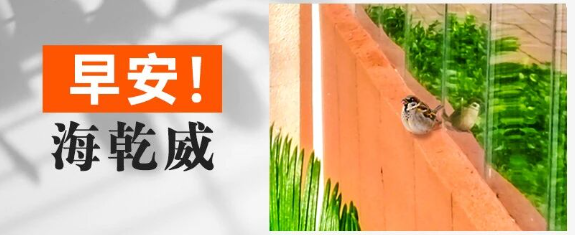 早安！海乾威丨沐浴阳光的小麻雀【2025年10月19日】    